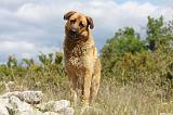 KANGAL 054
